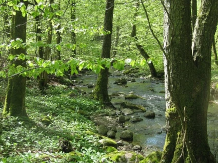 Borstbäckens naturreservat