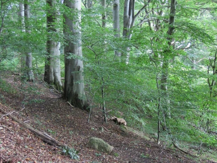 Bosarps jär
