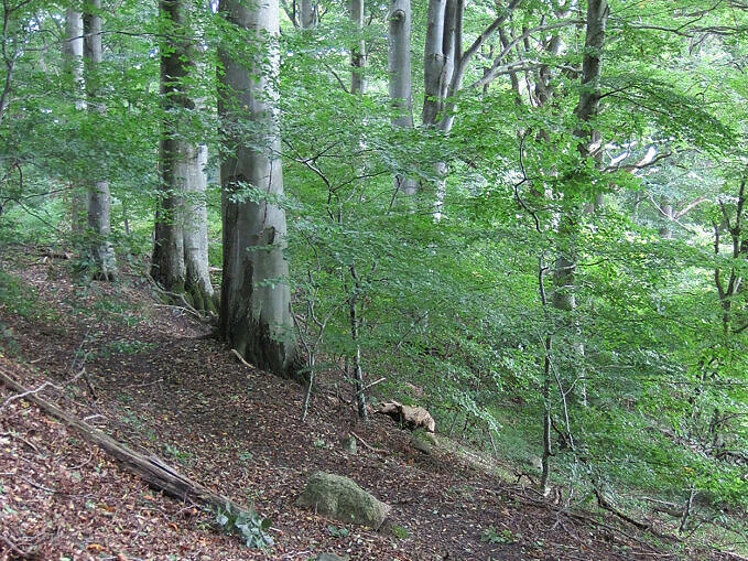 Bosarps jär